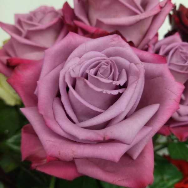 roze1