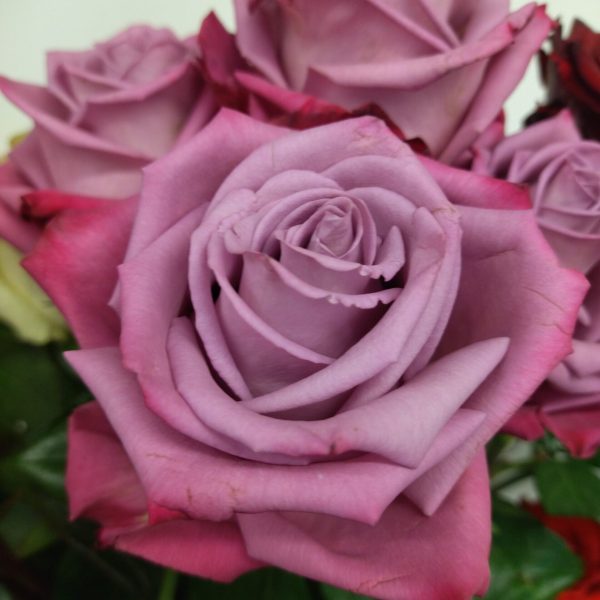 roze1