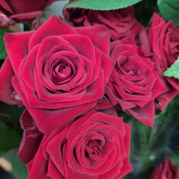 roze3