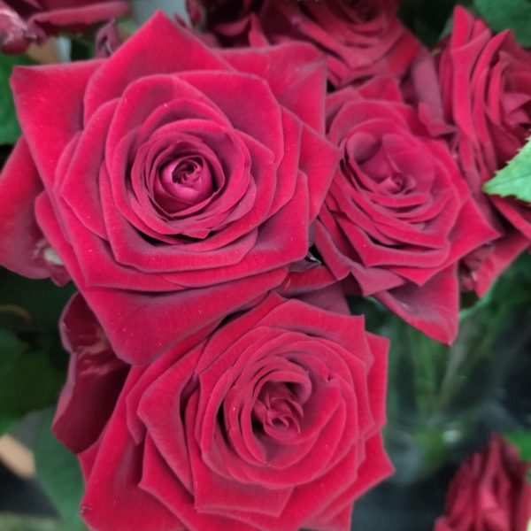 roze3