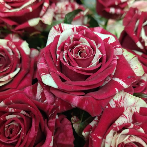 roze5